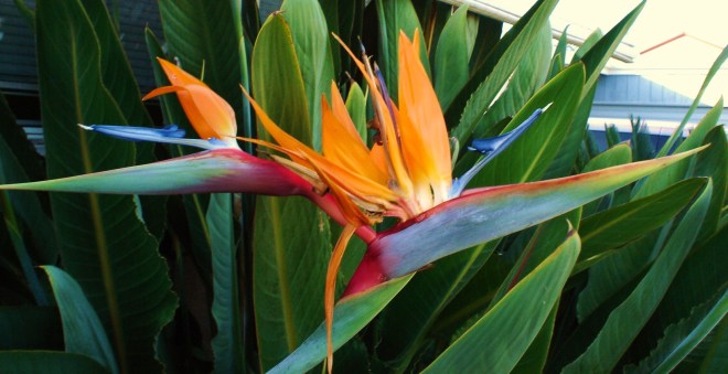 bird-of-paradise-flowers-2544072-2298-1181