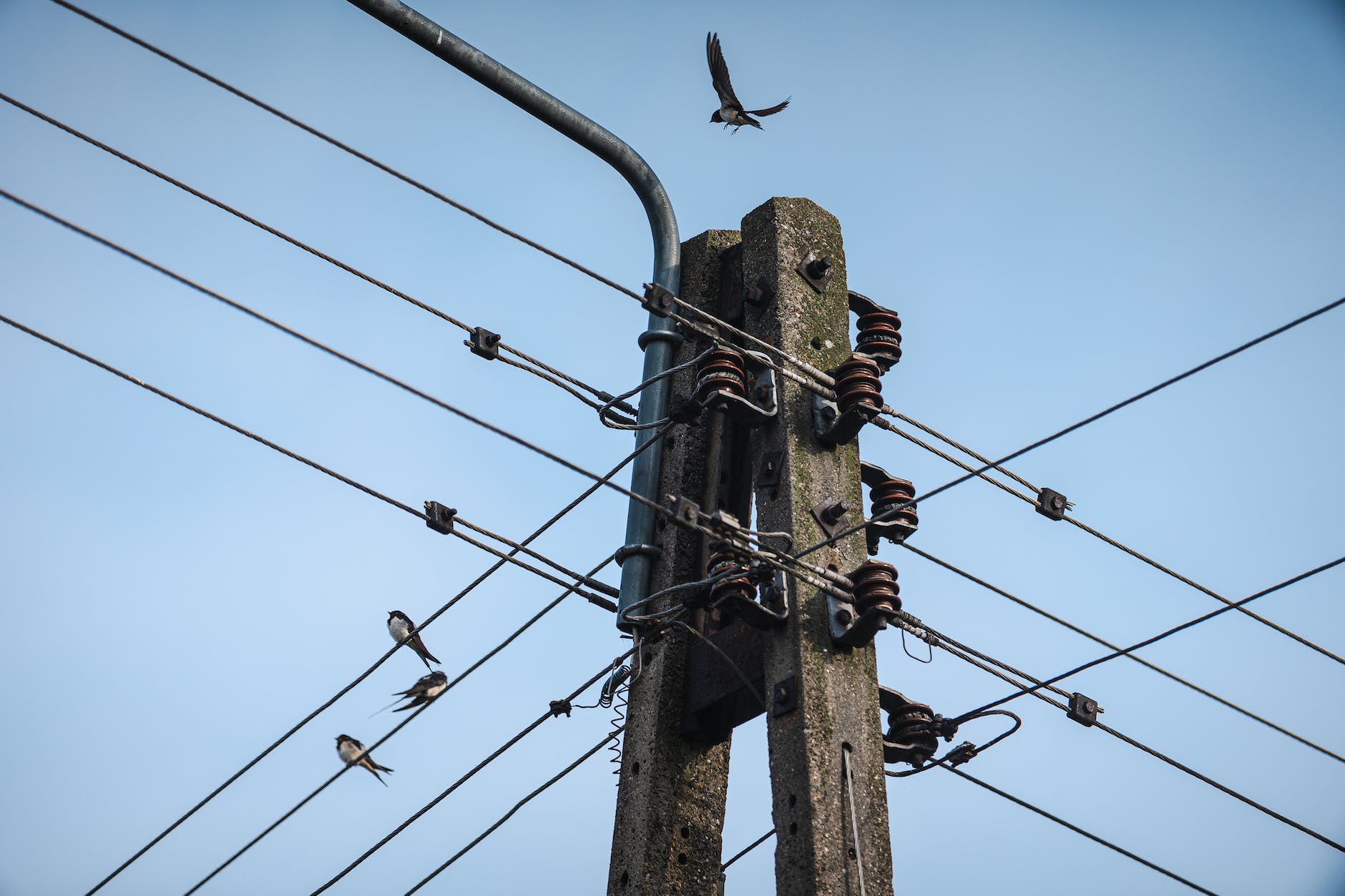 sky bird industry technology